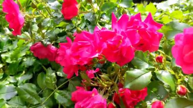 Bahçede kırmızı gül çiçekleri