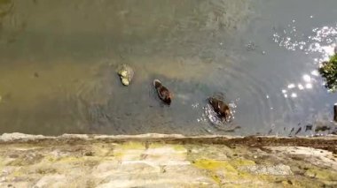 Genç ördekler suya düşer.