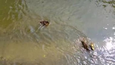 Genç ördekler suya düşer.