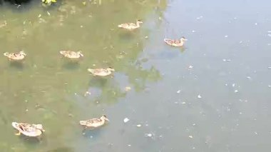 Genç ördekler suya düşer.