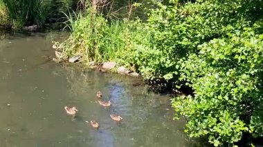 Genç ördekler suya düşer.