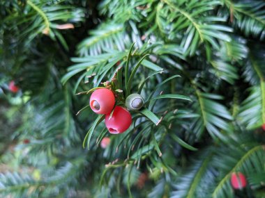 Kırmızı tohum konileri ile Avrupa porsuğu (Taxus baccata) 