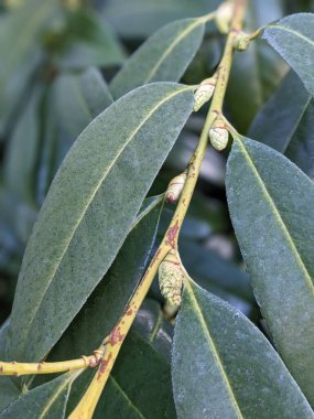 Bahçede yeşil yapraklar