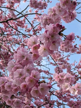 İlkbaharda pembe kiraz çiçeği