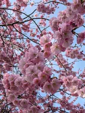 İlkbaharda pembe kiraz çiçeği