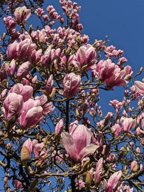 Pembe manolya ağacı çiçeği, mavi gökyüzü arkaplanı
