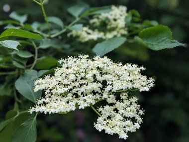 Siyah mürver (Sambucus nigra) enfloresanları)
