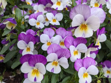 Mor ve beyaz nonoş çiçekleri