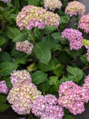 Bahar bahçesinde güzel ortanca çiçekleri
