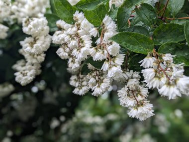 Fuzzy Deutzia (Deutzia scabra) çiçekleri. Hydrangeaceae yaprak döken çalı