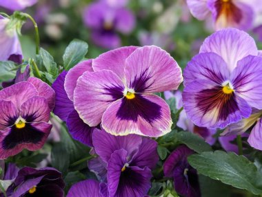 Bahçede mor nonoş çiçekleri