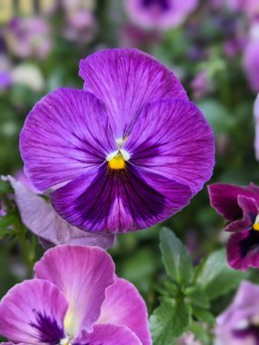 Bahçedeki nonoş mor çiçekler