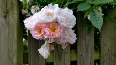 Ahşap bir çitte pembe güller