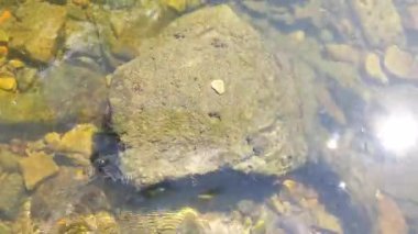 Nehrin kıyısında, ön planda saydam taşlar olan küçük bir balık..