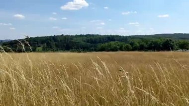 Buğday tarlası ve mavi gökyüzü