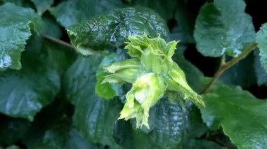 Bahçede yeşil fındık