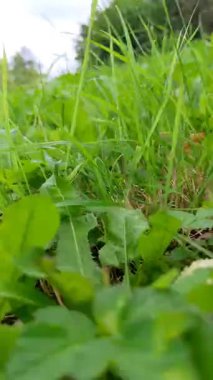 Bahçedeki yeşil çimenler