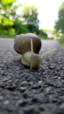 Yeşil yapraklı salyangoz