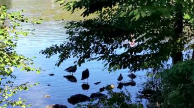 Nehirdeki ördekler