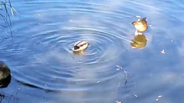 Gölde ördek, güneşli bir sonbahar günü