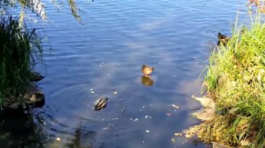 Gölde ördek, güneşli bir sonbahar günü