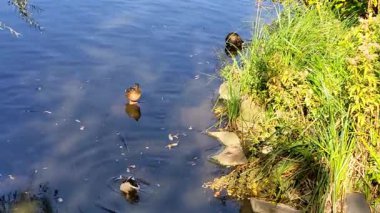 Gölde ördek, güneşli bir sonbahar günü