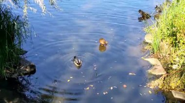 Gölde ördek, güneşli bir sonbahar günü