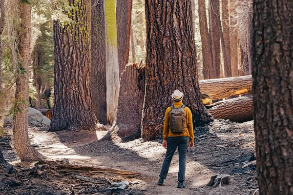 人类在红杉和红杉树林中远足 从后面看 北加州阳光灿烂的日子 — 图库照片