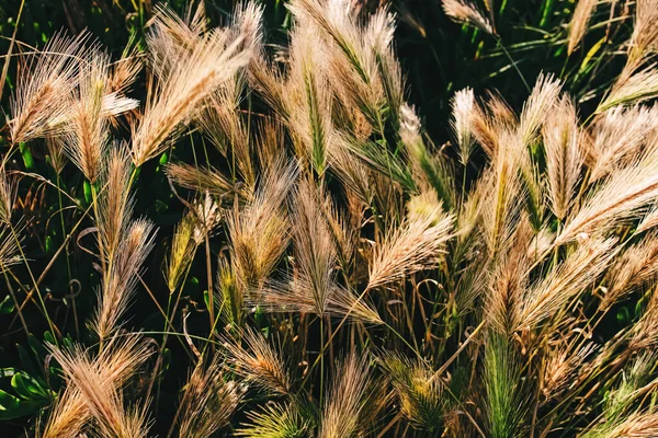 Weizengras Nahaufnahme Landschaft Sommer Hintergrund — Stockfoto