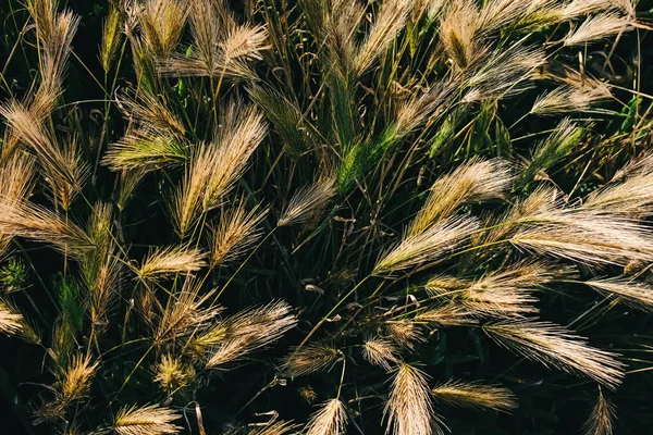 Weizengras Von Oben Landschaft Sommer Hintergrund — Stockfoto