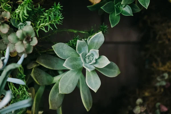 庭のテラリウムの多肉植物のクローズアップ 鉢植えの装飾植物 花のデザイン — ストック写真
