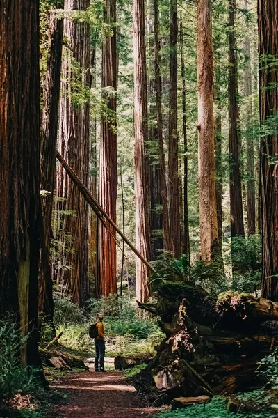 Άνδρας Που Στέκεται Κοντά Ψηλά Δέντρα Στη Σεκόγια Δάσος Από — Φωτογραφία Αρχείου