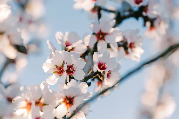 Närbild Blommande Mandelträd Grenar Över Den Blå Himlen Vår Blomma — Stockfoto