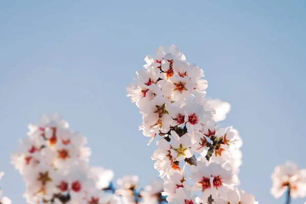 Floração Ramos Amendoeira Sobre Céu Azul Flor Primavera — Fotografia de Stock