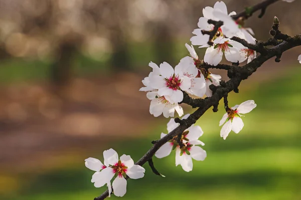 Gyönyörű Virágzó Mandulafa Ágak Közelsége Tavasszal — Stock Fotó