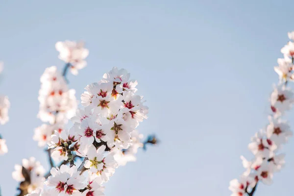 stock image Blooming almond tree branches over the blue sky, spring blossom