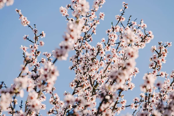 Schöne Blühende Zweige Des Mandelbaums Über Dem Blauen Himmel Frühling — Stockfoto