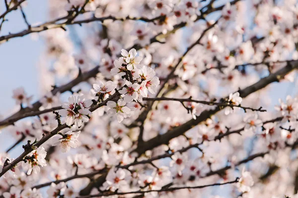 Nahaufnahme Von Schönen Blühenden Zweigen Des Mandelbaums Über Dem Blauen — Stockfoto