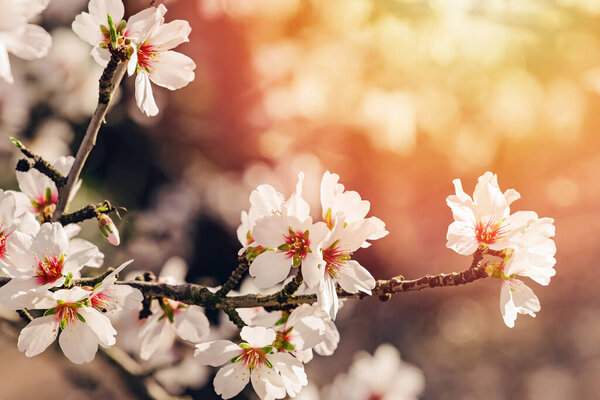 Close-up of beautiful blooming almond tree branches, warm glow on the background