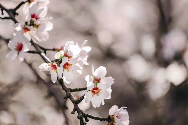 Mooie Bloeiende Amandelboom Takken Het Voorjaar Close Schot — Stockfoto