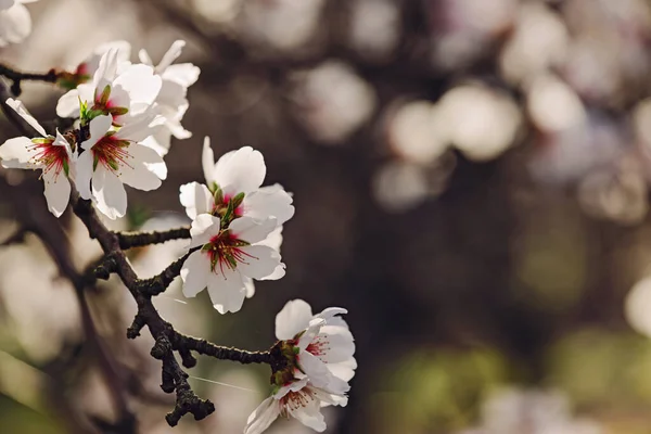 Close Beautiful Blooming Almond Tree Branches Spring — Stok Foto