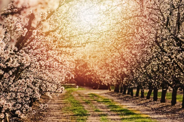 Schöne Blühende Mandelbäume Auf Dem Obstbauernhof Warmes Leuchten Hintergrund — Stockfoto