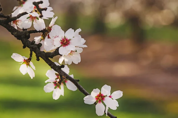 Zbliżenie Piękne Kwitnące Gałęzie Drzew Migdałowych Wiosnę — Zdjęcie stockowe