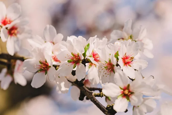 Прекрасные Цветущие Ветви Миндального Дерева Весной Крупным Планом — стоковое фото