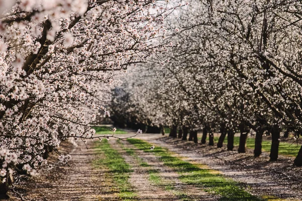 Almond farm at spring, rows of white blooming trees. Modesto, California