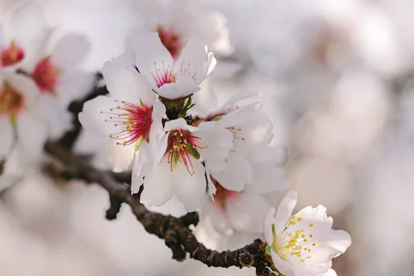 Close Beautiful Blooming Almond Tree Branches Spring — Stok Foto