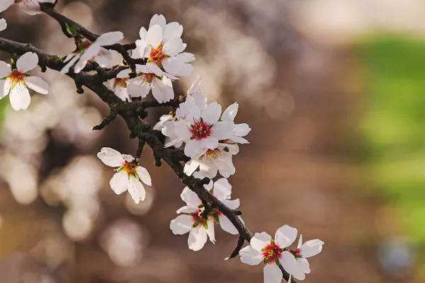 Close Van Prachtige Bloeiende Amandelboomtakken Het Voorjaar — Stockfoto