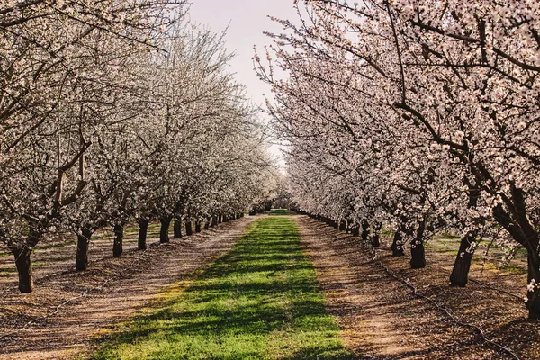 Mandelbauernhof Frühling Reihen Von Weiß Blühenden Bäumen Modesto Kalifornien — Stockfoto