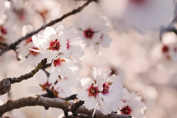 Primer Plano Hermosas Ramas Almendros Flor Primavera —  Fotos de Stock