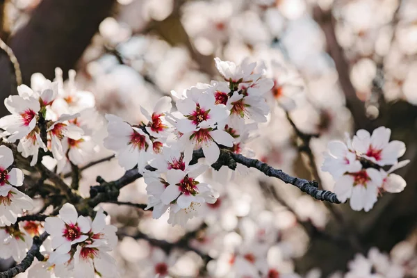 Hermosas Ramas Almendros Florecientes Primavera —  Fotos de Stock